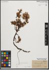Foto von Salix retusa L.